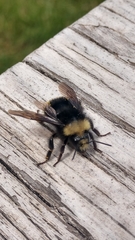 Bombus vosnesenskii