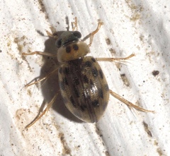 Berosus pantherinus