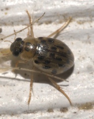 Berosus pantherinus