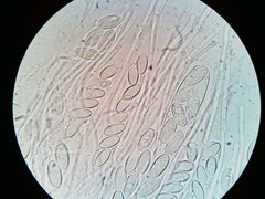 Ascobolus crenulatus