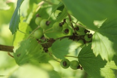 Ribes nigrum