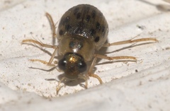 Berosus pantherinus