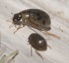 Berosus pantherinus