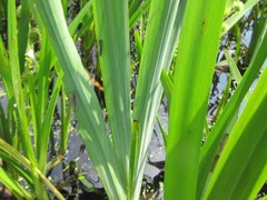 Rhadinoceraea micans