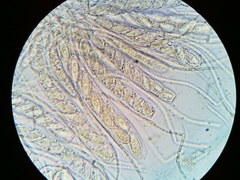 Ascobolus crenulatus