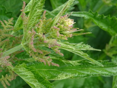 Urtica dioica