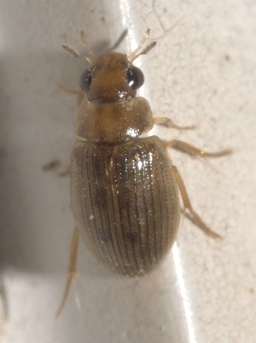 Berosus exiguus photo 2