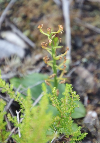 Image of Liparis capensis by (c) Tony Rebelo, some rights reserved (CC BY-SA)