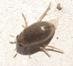 Berosus exiguus