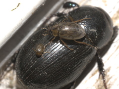 Dyscinetus morator