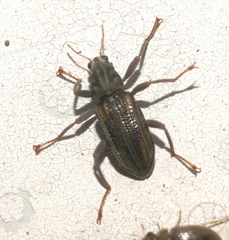 Stenelmis
