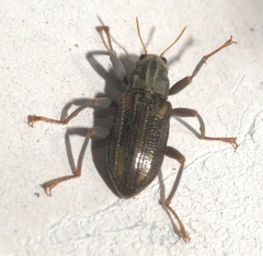 Stenelmis