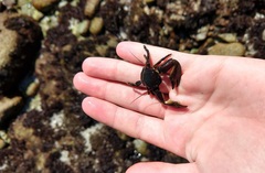 Petrolisthes cinctipes