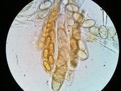 Lasiobolus macrotrichus