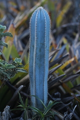 Cereeae