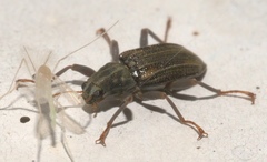 Stenelmis