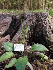 Hieracium sylvularum
