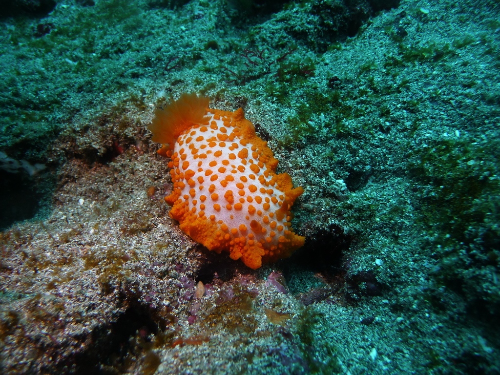 Lopez's Dorid