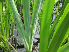 Rhadinoceraea micans