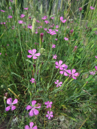 Šilinis gvazdikas nuotrauka