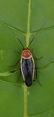Pseudomops septentrionalis