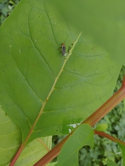 Pseudomops septentrionalis
