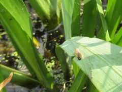 Rhadinoceraea micans