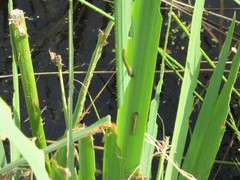 Rhadinoceraea micans