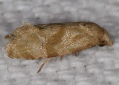 Platphalonidia magdalenae