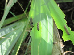 Rhadinoceraea micans