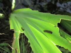 Rhadinoceraea micans