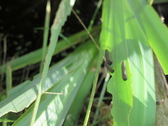 Rhadinoceraea micans