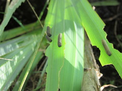 Rhadinoceraea micans