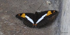 Adelpha malea goyama