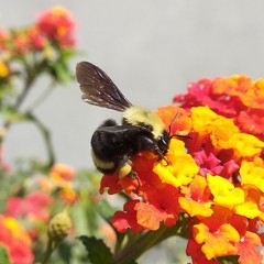 Bombus steindachneri