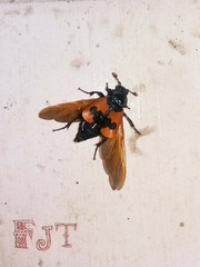 Nicrophorus olidus
