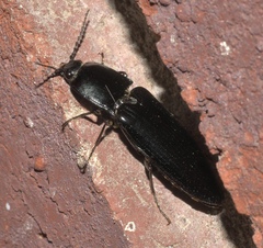 Melanactes