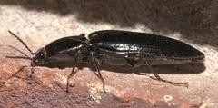 Melanactes