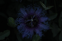 Passiflora cincinnata