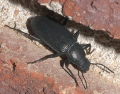 Xylopinus saperdoides
