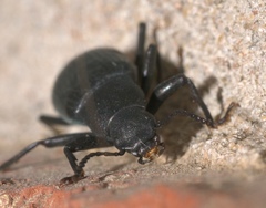 Xylopinus saperdoides