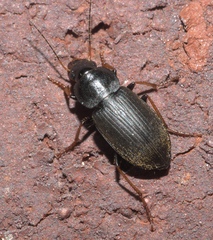 Amphasia sericea