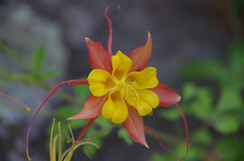 Image of Aquilegia desertorum by (c) Eric Knight, some rights reserved (CC BY)