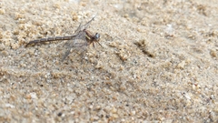 Phanogomphus lividus