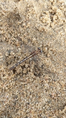 Phanogomphus lividus