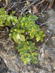 Tauschia arguta