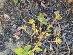 Tauschia arguta