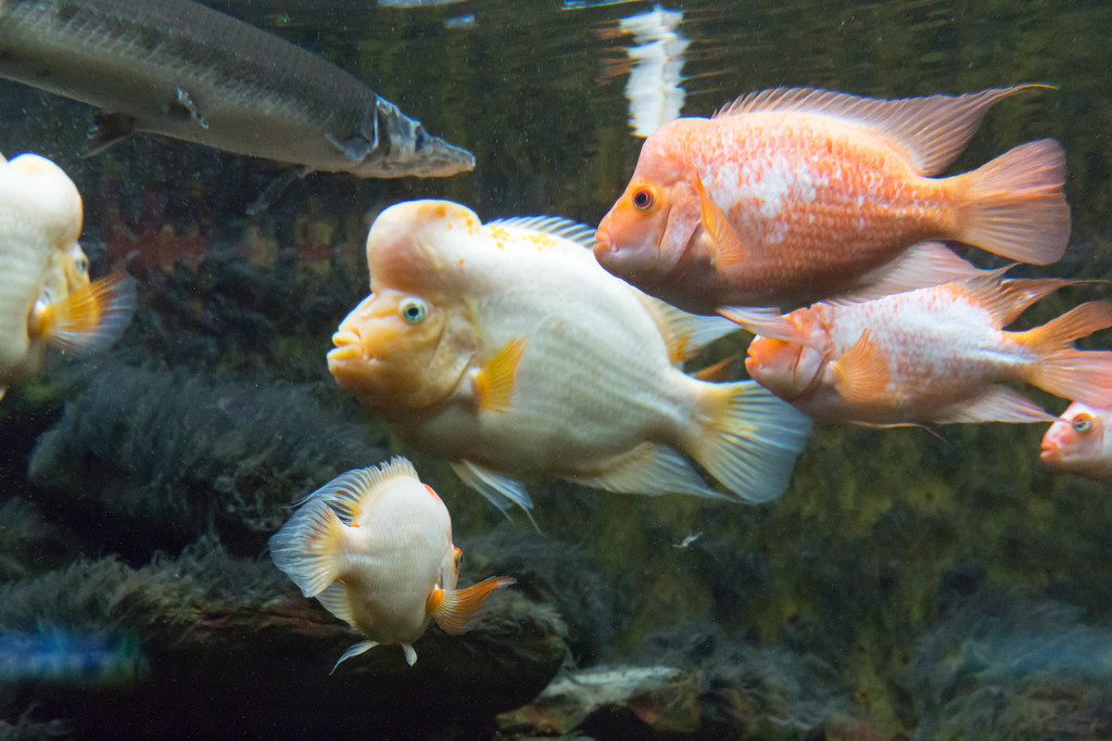 Midas Cichlid