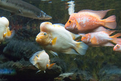 Midas Cichlid photo 4