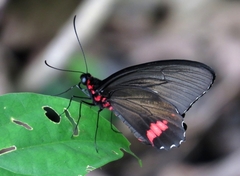 Parides erithalion